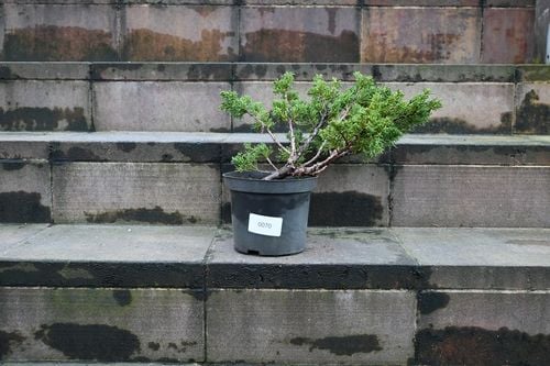 Jałowiec chiński Shimpaku - Juniperus chinensis na Arena.pl