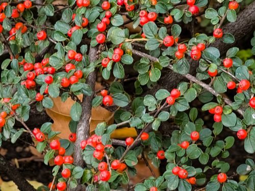 Irga szwedzka 'Ursynów' (Cotoneaster suecicus) Doniczka 1.0L na Arena.pl