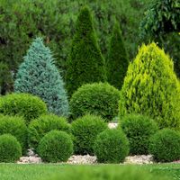 NAWÓZ WIELOSKŁADNIKOWY DO IGLAKÓW I TUI BOGATY SKŁAD 15 KG TARGET