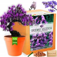 Zestaw do uprawy roślin Drzewko Szczęścia Bonsai nasiona Paulownia Cesarska