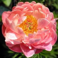 Paeonia Piwonia chińska Coral Sunset 1 szt. sadzonka kłącze