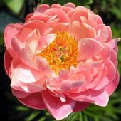 Paeonia Piwonia chińska Coral Sunset 1 szt. sadzonka kłącze