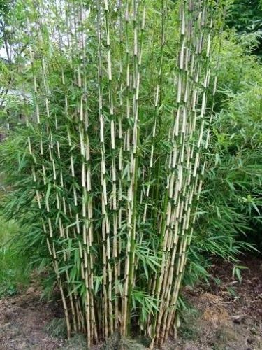 BAMBUS dwukolorowy Formidable - sadzonki 40 / 50 cm na Arena.pl