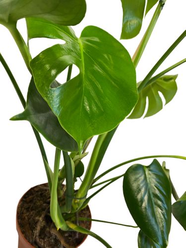 Filodendron MONSTERA 65 cm na Arena.pl
