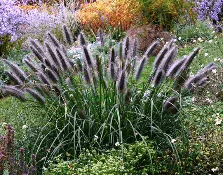 TRAWA ROZPLENICA Viridescens - sadzonka 30 / 50 cm na Arena.pl