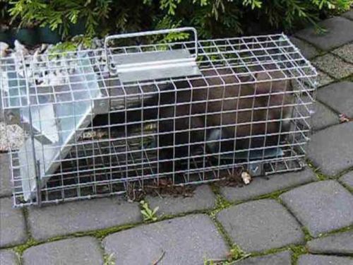 ŻYWOŁAPKA PUŁAPKA NA KUNY SZCZURY ŁASICE NORKI TCHÓRZE ŁASKI ŁAPKA na Arena.pl