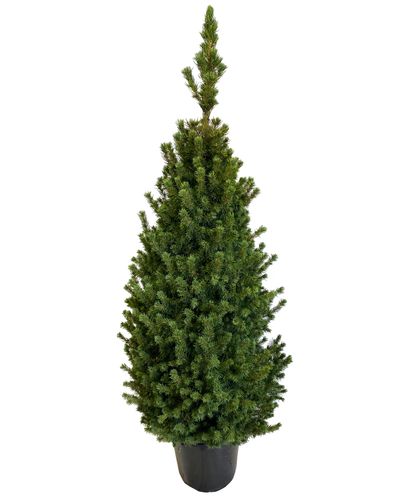 Świerk Picea 'Conica' 125 cm na Arena.pl
