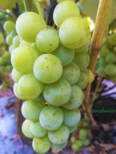 Winorośl 'Noah' (Vitis) w P11, wysokość 70-100 cm na Arena.pl