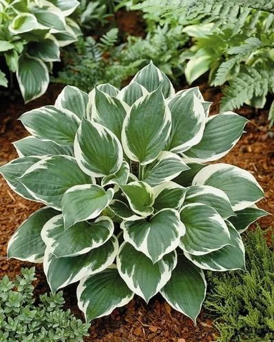 FUNKIA HOSTA - sadzonki 10 / 20 cm na Arena.pl