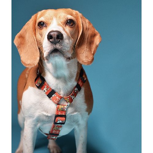 Szelki Superdog, born to love, rozmiar L na Arena.pl