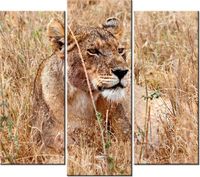 product-compare-58707774