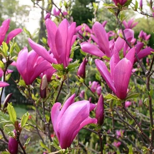 Magnolia Różowa Susan w Doniczce 3L do Ogrodu na Arena.pl