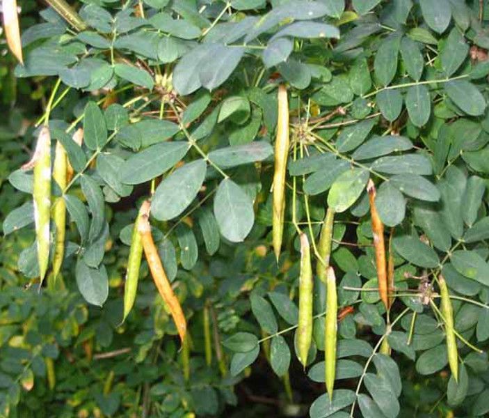 KARAGANA SYBERYJSKA sadzonki w don. Miododajna !!! zdjęcie 2