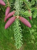 GK Świerk pospolity Picea abies 20-30 CM.