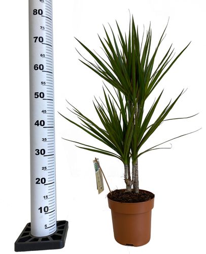 DRACENA MARGINATA 80 cm na Arena.pl