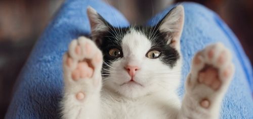 Żwirek silikonowy dla kota bezpyłowy SILKY 8x3,8l ZESTAW 8 sztuk na Arena.pl