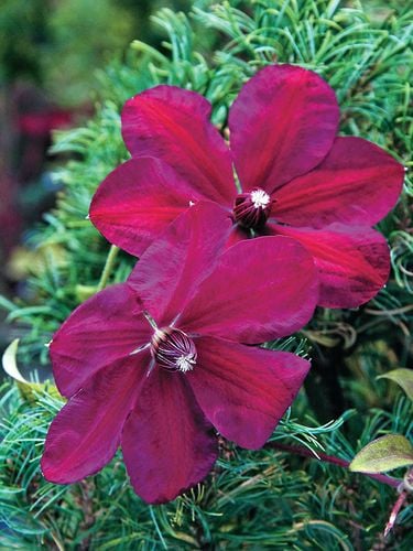 Powojnik Clematis Westerplatte C2 E na Arena.pl