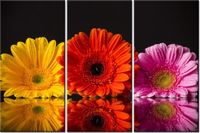 60 90CM OBRAZ 3 ELEM GERBERY DRUK PŁÓTNO RAMA