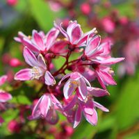 Żylistek 'Yuki Cherry Blossom' (Deutzia) Różowy Krzew Różowe Kwiaty 2.0L