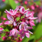 Żylistek 'Yuki Cherry Blossom' (Deutzia) Różowy Krzew Różowe Kwiaty 2.0L