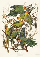 Plakat 21x29,7cm Papuga Karolińska, J.J. Audubon, Vintage do Salonu