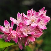Żylistek mieszańcowy 'Strawberry Fields' (Deutzia hybrida) Doniczka 2.0L