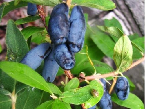 Jagoda kamczacka ATUT Soczysty owoc Zapylacz dla odmiany Wojtek Sadzonki 1L na Arena.pl