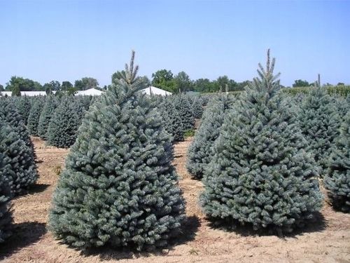 Świerk kłujący HOOPSII Intensywnie srebrzysty Sadzonki w doniczkach C3 na Arena.pl