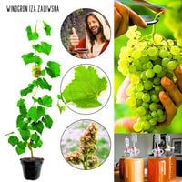 Winogron Iza Zaliwska jasnożółte owoce KRZEW 60-90 cm