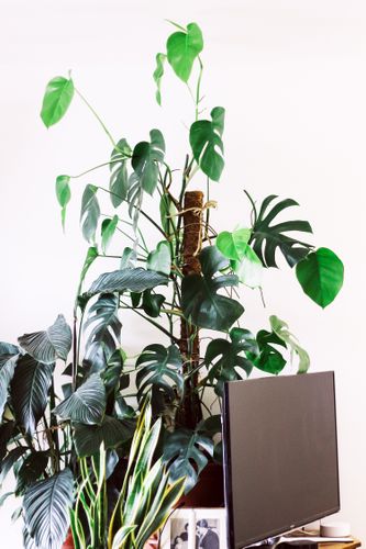 MONSTERA DZIURAWA DELICIOSA 130cm na Arena.pl