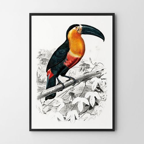 Plakat tukan ilustracja 50x70 cm na Arena.pl