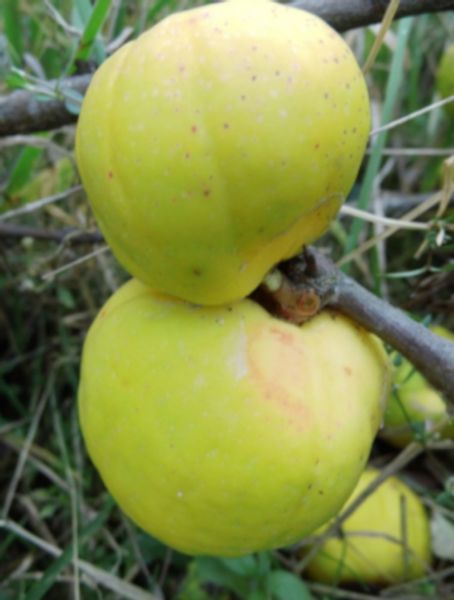 PIGWOWIEC POŚREDNI Fire Dance - sadzonki w don. !! zdjęcie 3