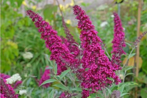 Budleja Dawida 'Magenta Munchkin' (Buddleja davidii) Doniczka 2.0L na Arena.pl