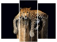 OBRAZ DZIKI KOT LAMPART