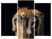 Obraz Dziki kot lampart