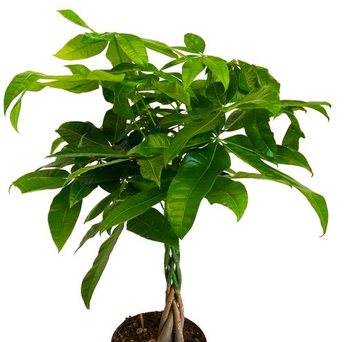 PACHIRA WODNA 90cm na Arena.pl