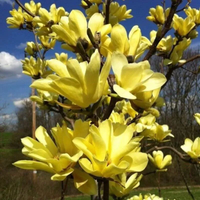 MAGNOLIA szczepiona ŻÓŁTA YELLOW  - sadzonki 130 / 160 cm