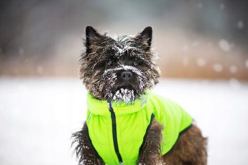 Dwustronna kurtka dla psa zielona-czarna, r. S40 na Arena.pl