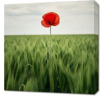 Obraz 60x60cm Samotny Mak na Polu