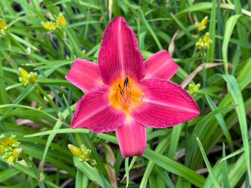 Liliowiec 'Cherry Cheeks' Różowy (Hemerocallis) Doniczka 2.0L na Arena.pl