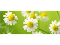 100X40CM RUMIANEK OBRAZ DREWNO