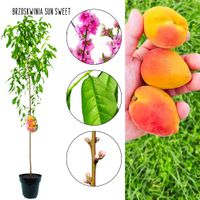 Brzoskwinia Sun Sweet sprzedaż wysyłkowa 180-220 cm