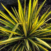 Juka karolińska 'Color Guard' Żółte Liście Na Skalniak (Yucca filamentosa)
