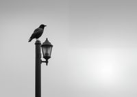 Plakat 42x29,7cm Samotny Postój Kruka