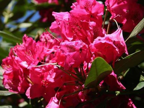 Różanecznik Nova Zembla C3 E na Arena.pl