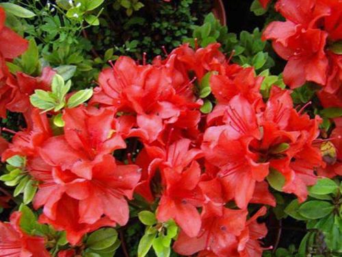 Azalia japońska Estrella C2 E na Arena.pl