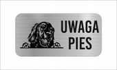 GRAWER Tabliczka nierdzewna laminat 20x10 UWAGA PIES Seter irlandzki