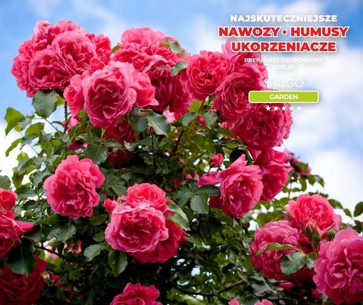 Nawóz do Róż 5 kg SHUGO zdjęcie 12