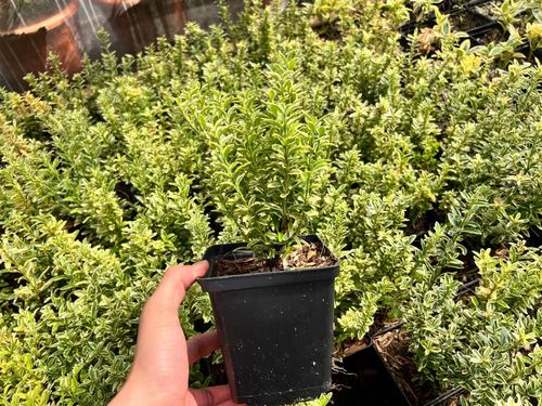 Trzmielina japońska 'Microphyllus Aureovariegatus' (Euonymus fortunei) 1.0L na Arena.pl