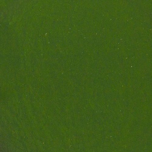 Spirulina w proszku 250g na Arena.pl